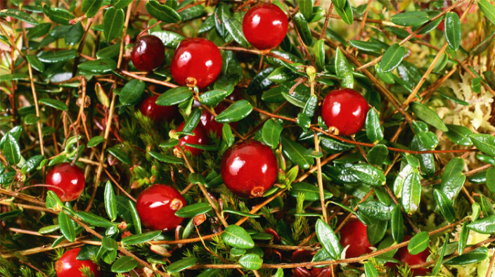 Cranberry