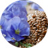 Flax-seed